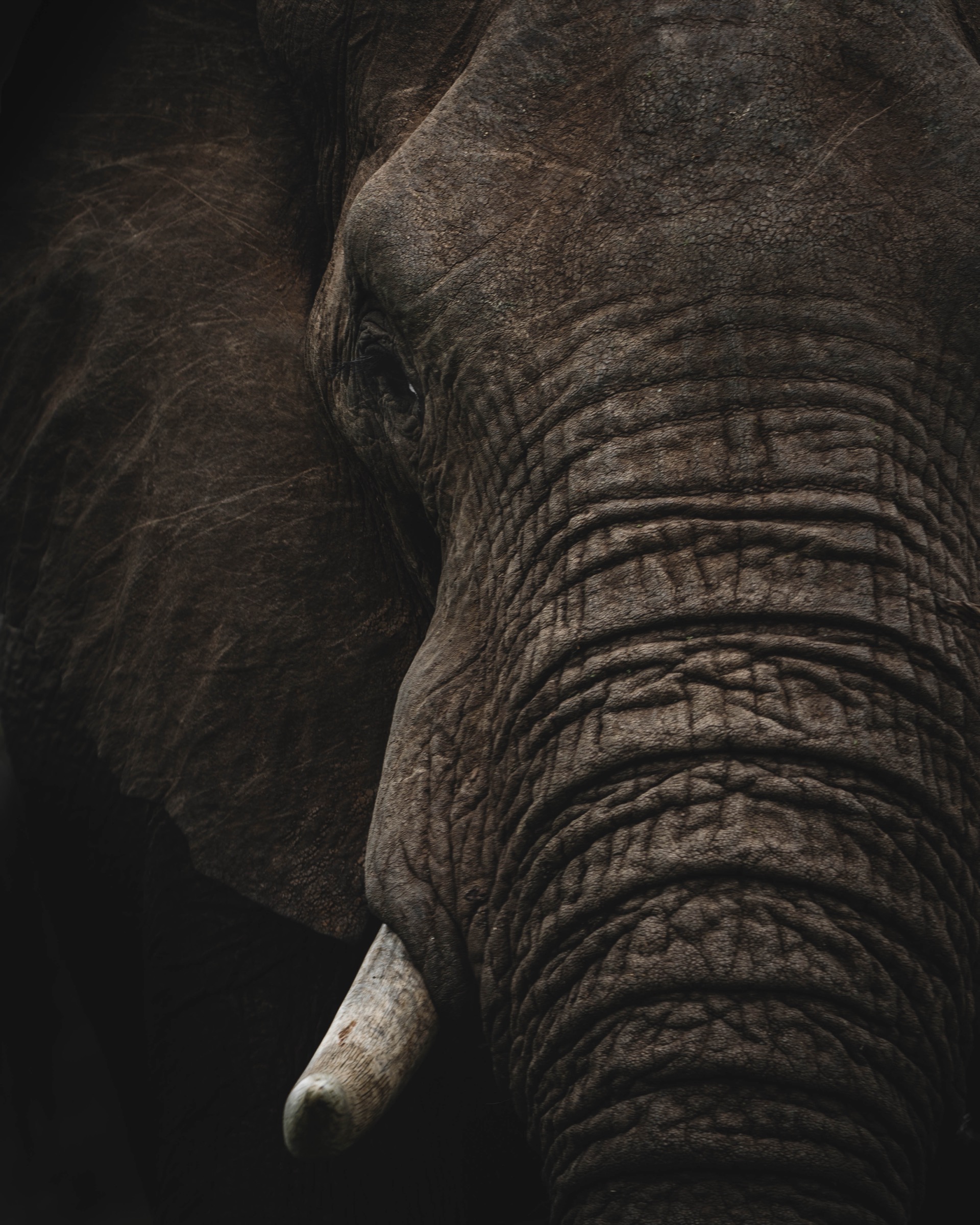 An elephant up close at the waterhole