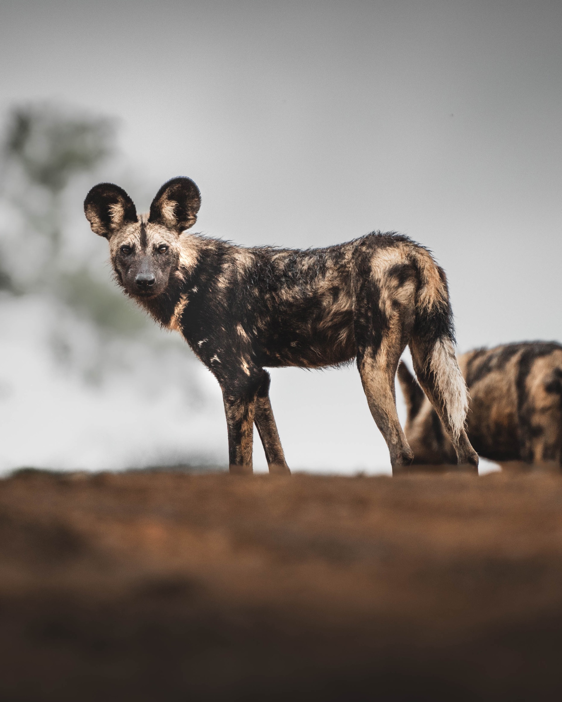 African wild dog